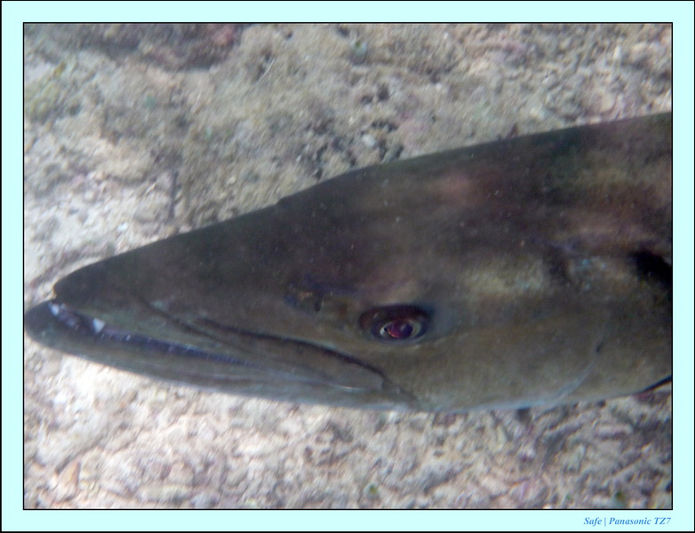 2009    07   Kapalai 16